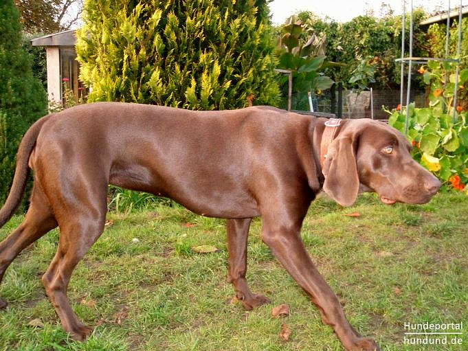 14 Beliebte Hunde Großer Kurzhaariger Rassen