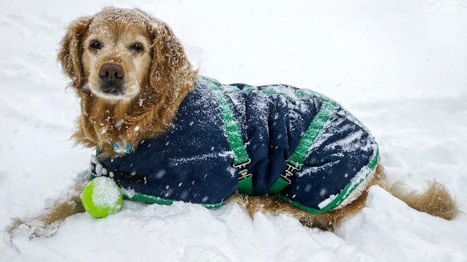 So Halten Sie Ihren Hund Im Winter Warm
